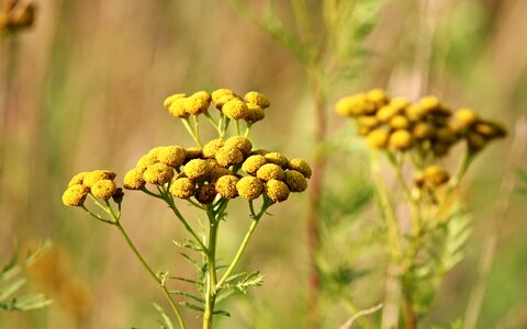 Worm herbal nature blossom