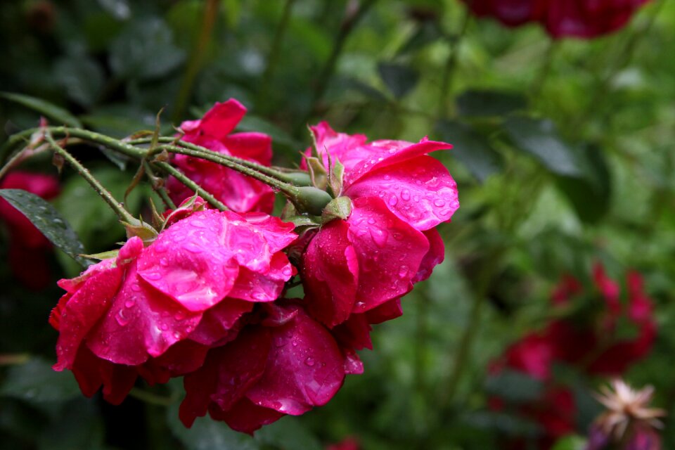 Composition ornamental plant red rose