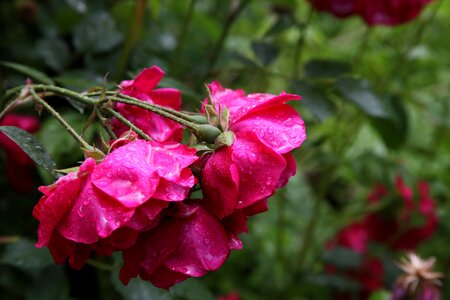 Composition ornamental plant red rose