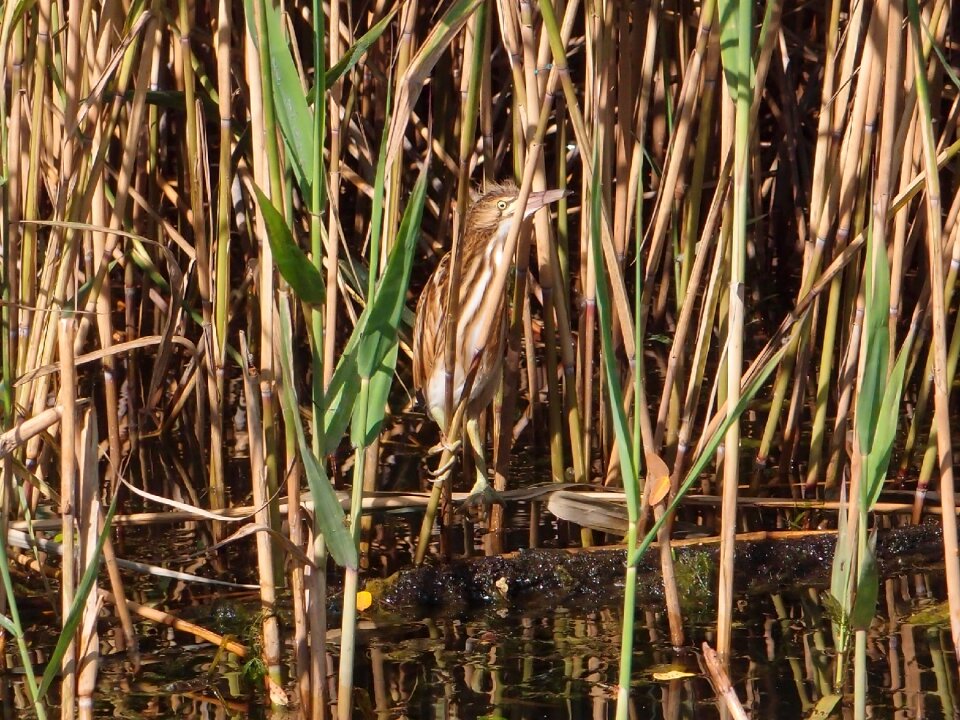 Bittern the small bittern the top