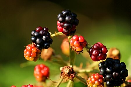 Mature nature berries