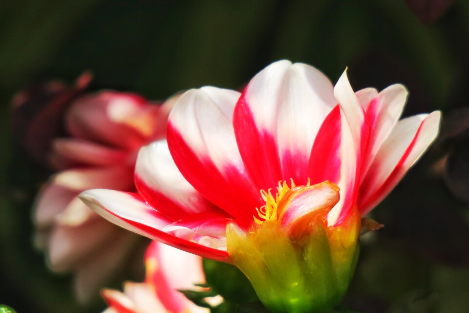 Garden summer bloom