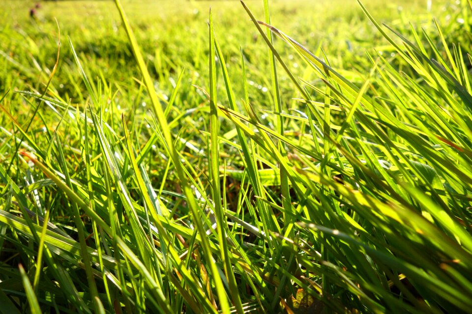 Plant bulb plant field photo