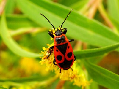 The beetle summer animals