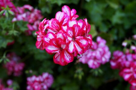 Floral macro wilderness