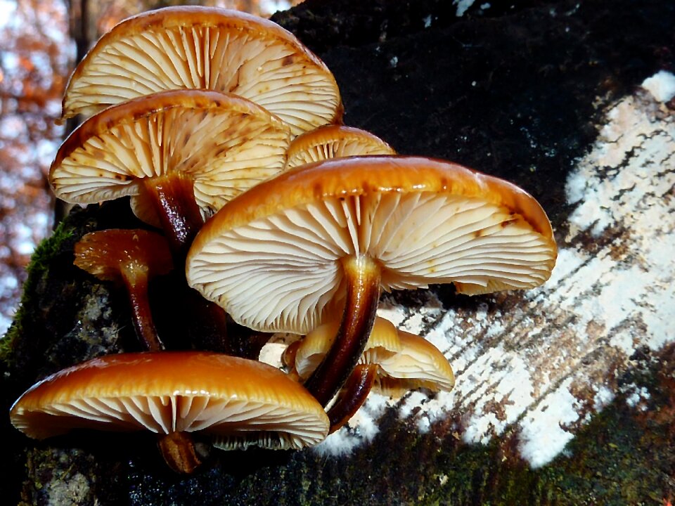 Nature toxic mushroom picking