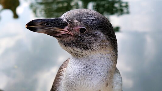 Animal world water bird water