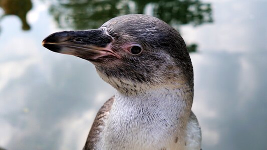 Animal world water bird water photo