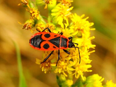 No one invertebrates animals