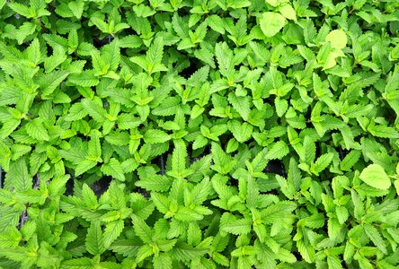 Bio plant mint photo