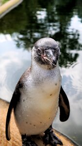 Animal world water bird water