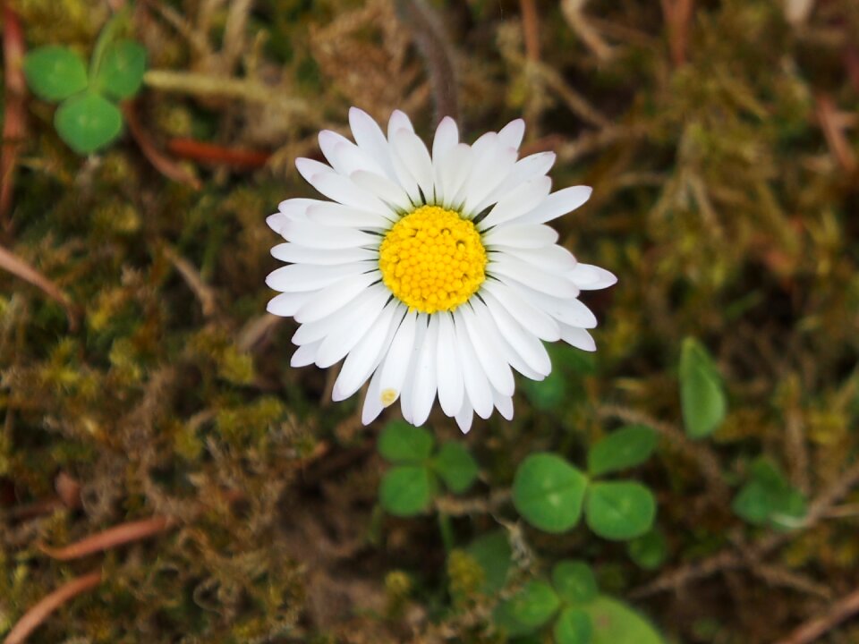 Daisy marie flower small