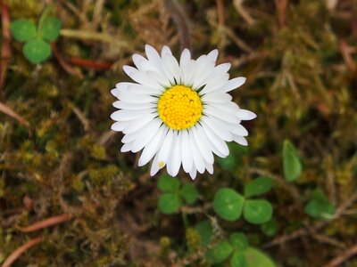 Daisy marie flower small photo