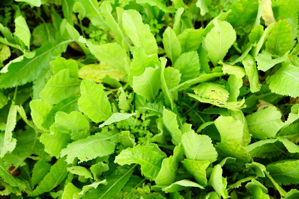 Healthy tee garden