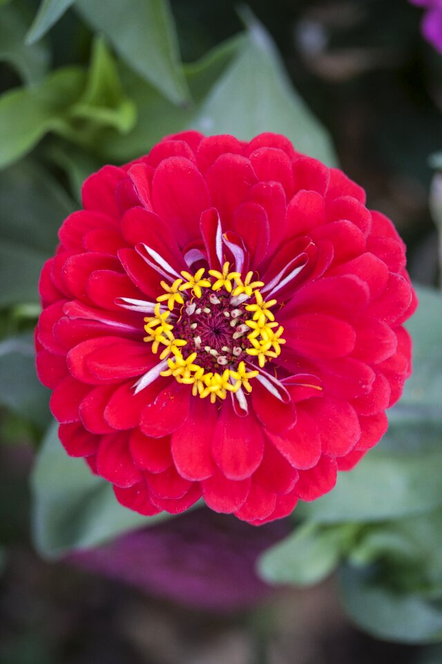 Autumn flowers spring flowers spring