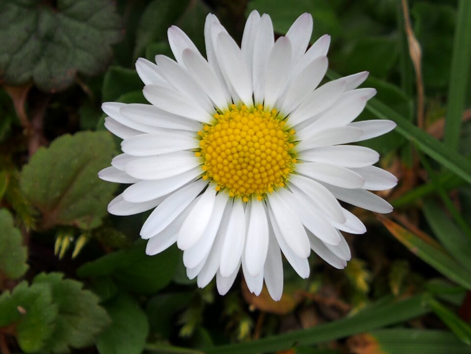 Summer close up daisy