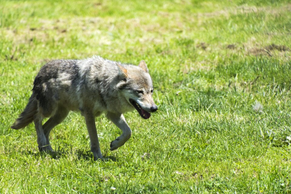 Beast wolf predator
