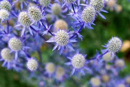Plant kitchen herb