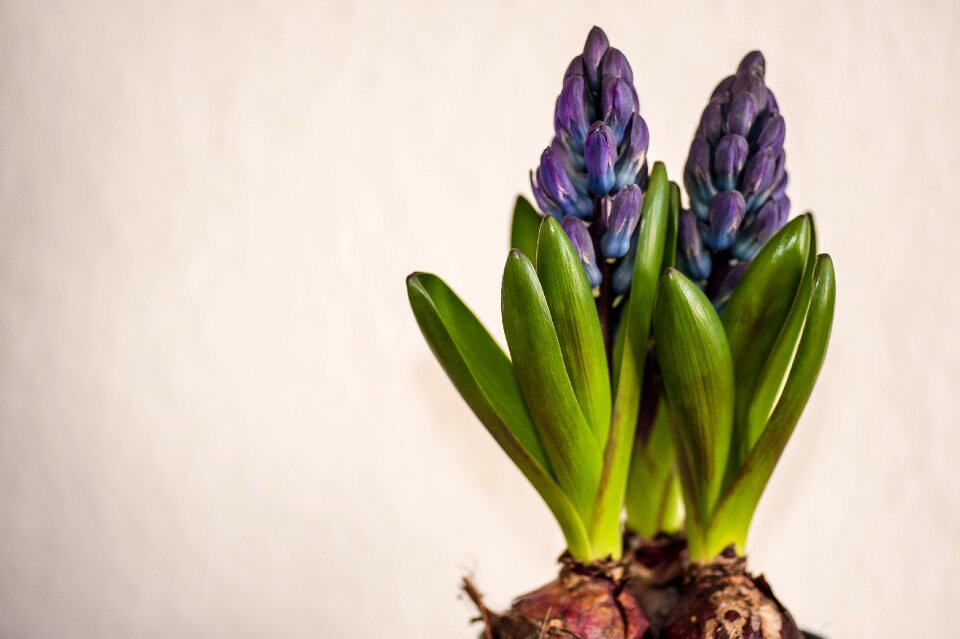 Plant background flower