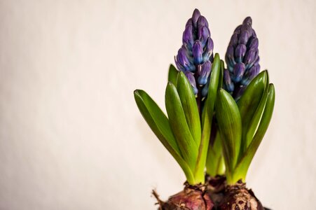 Plant background flower