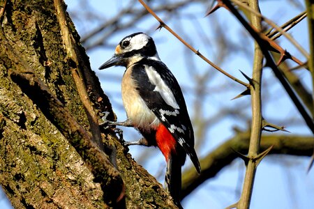 Birds nature animals woodpecker