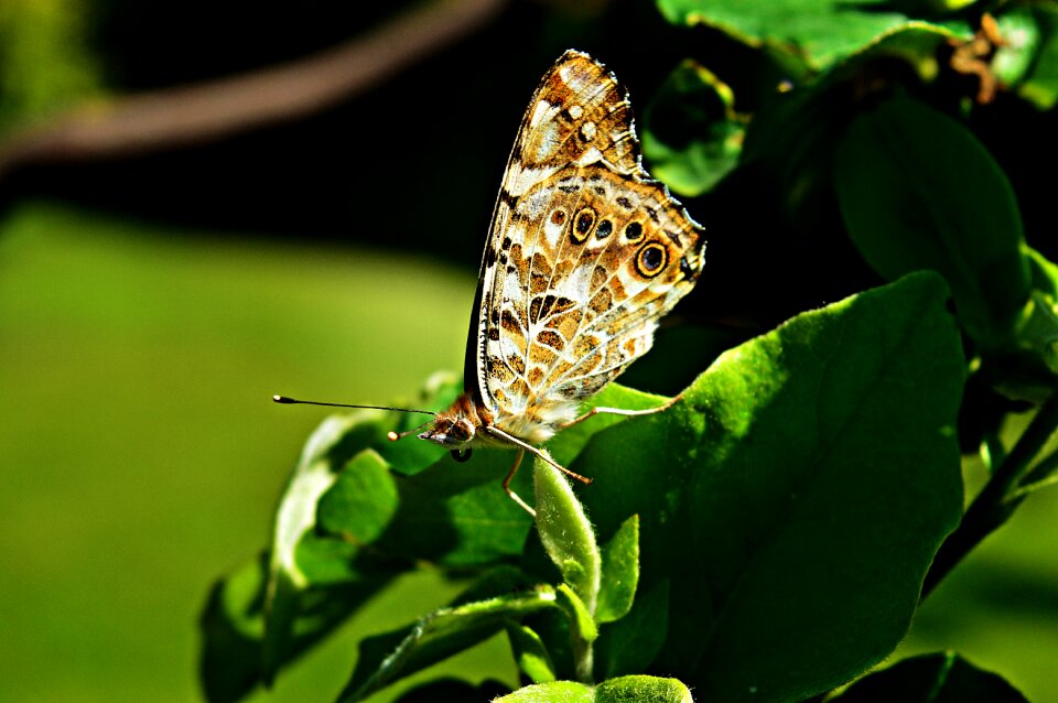 Nature insect flying insect