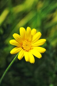 Flower field light