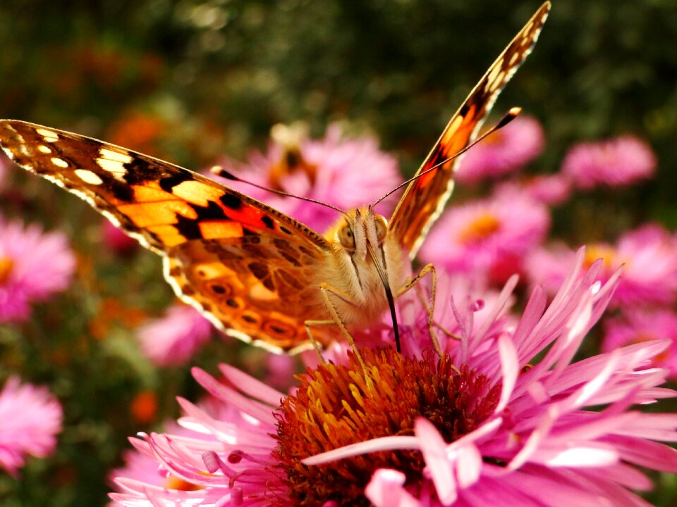 Butterfly day at the court of animals