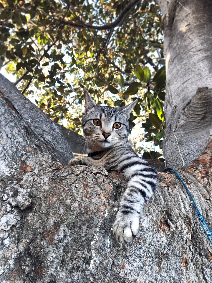 Domestic kitty nature