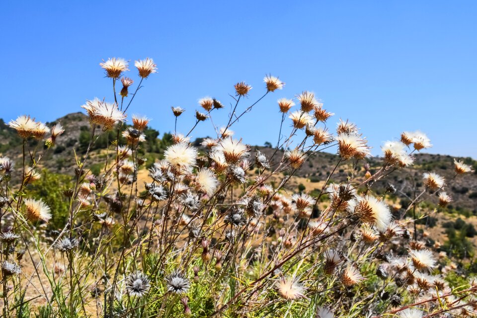 Nature plant dried