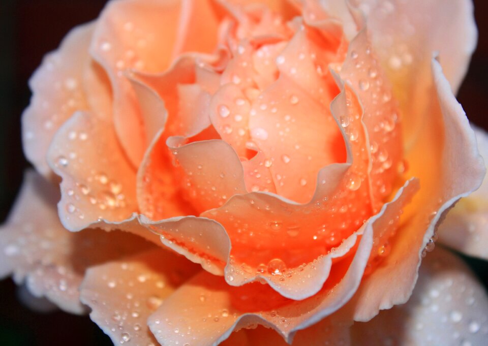 Water droplets orange water orange rose