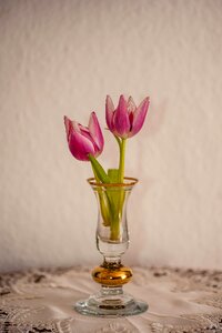 Still life tulips blossom