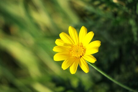 Flower field light
