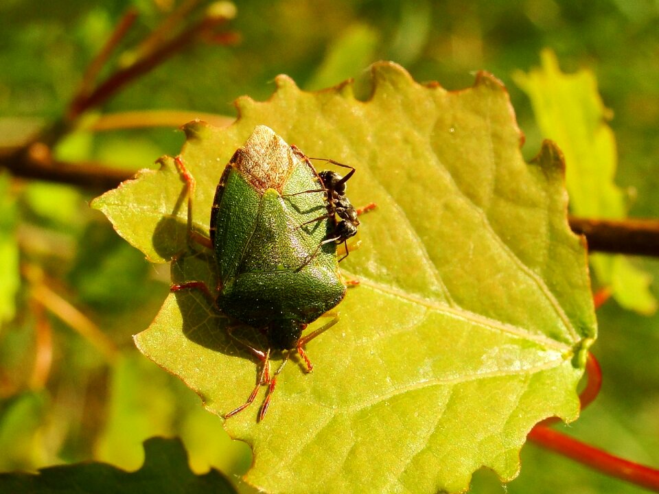 Plant insect animals