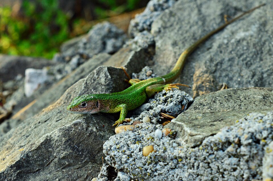 Reptile nature fauna