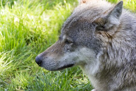 Beast wolf predator