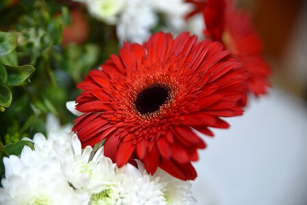 Floral petal garden photo