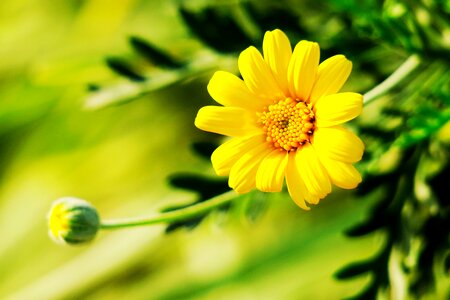 Flower field light