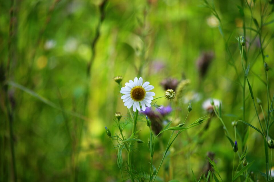 Nature white macro