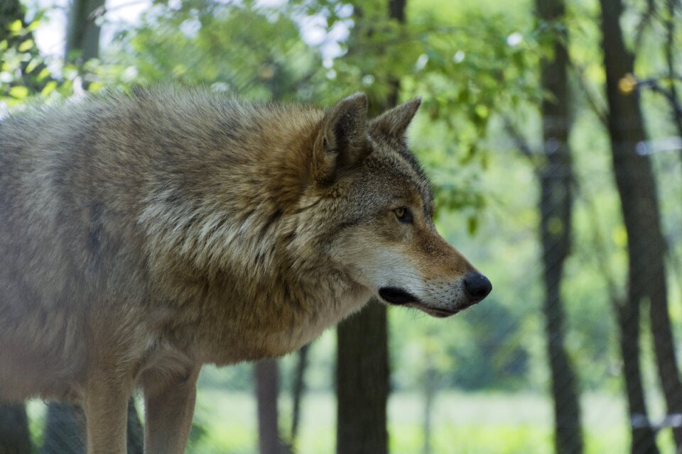 Beast wolf predator