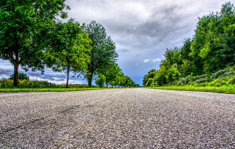 Trees forest roadway