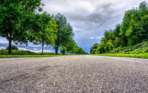 Trees forest roadway photo