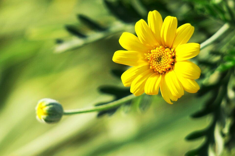 Flower field light