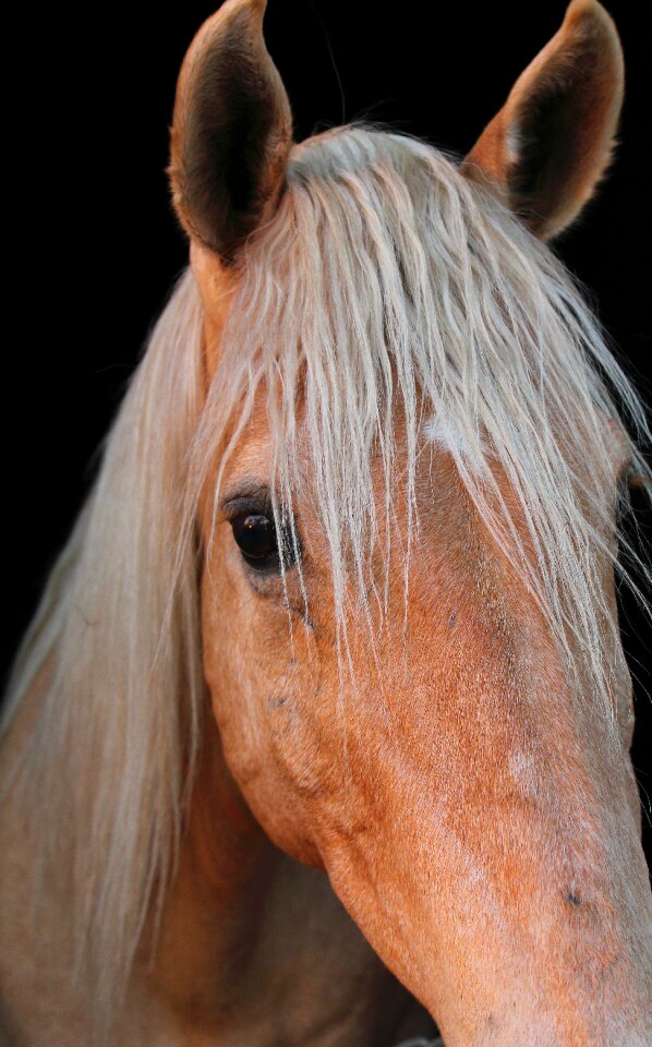 Equestrian mane stallion