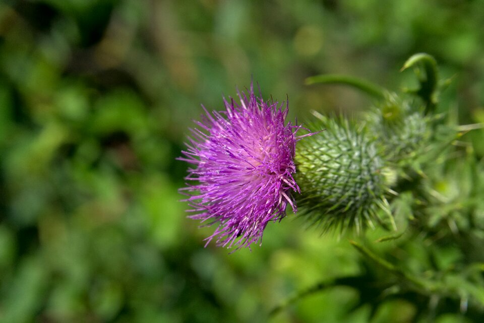 Pink thistle flower nature