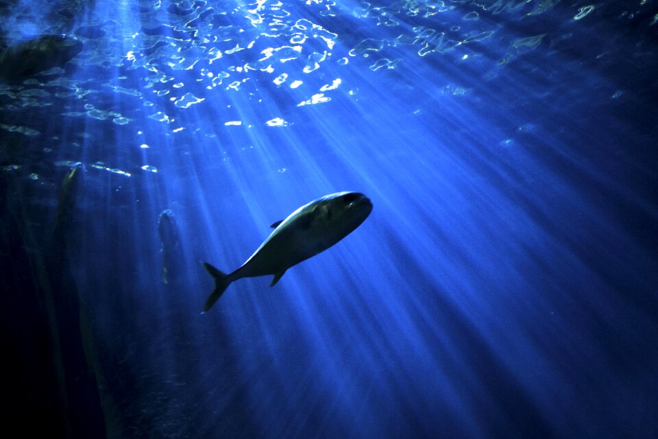 Ocean water blue fish