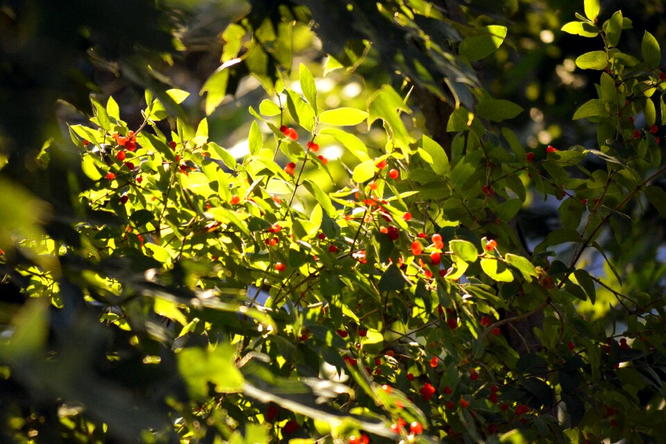 Plant berry red
