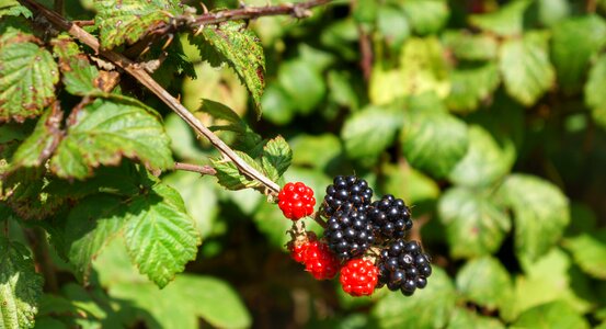 Red fruit blackberries