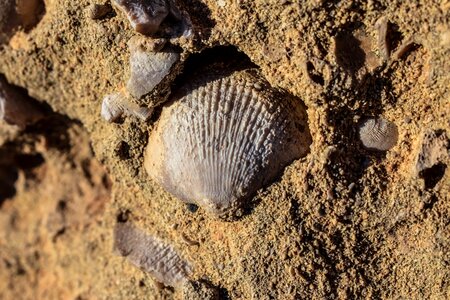 Petrified fossilized stone photo