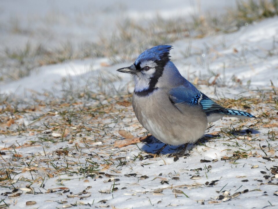 Animal outdoors feather photo